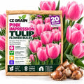 20 Pink Impression Tulip Bulbs | Tall Rosy-Pink Flowers for Spring Gardens by CZGrain