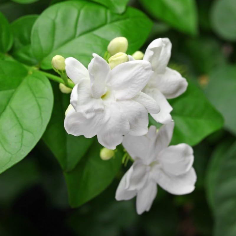 2 Maid of Orleans Arabian Jasmine Plants, Indoor Outdoor Flower, 4-9 Inches - Image 2