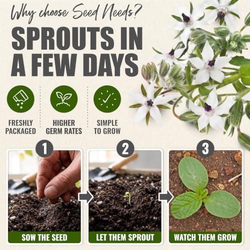 Seed Needs White Borage Seeds to Plant an Herb Garden - 5 Packs - Image 5