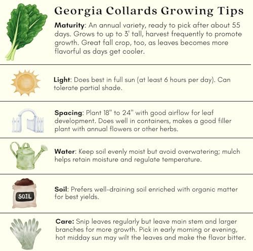 Clovers Garden Georgia Collard Greens Plants - Two (2) Live Plants – Non-GMO - Not Seeds - Each 4" to 8" Tall – in 4" Inch Pots - Heirloom, Heat Tolerant, Cold Hardy, High Yield - Image 6