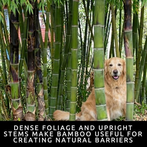 Giant Bamboo Seeds for Planting | 100 Seeds | Tall Bamboo - Image 2