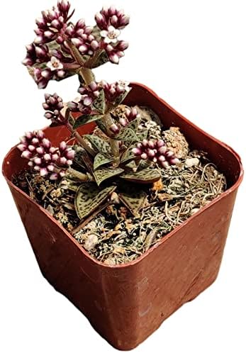 Live Succulent Cactus Plants from USKC (2" Pot) (Crassula Tiger Jade) - Image 2