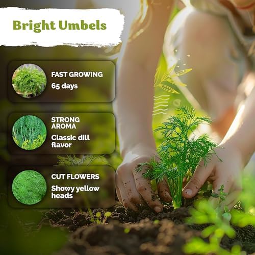 1,250 Dill Heirloom Herb Seeds for Planting, Anethum Graveolens - Image 4