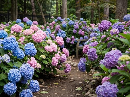 Endless Summer Hydrangea Live Shrub - Reblooming Blue/Pink Mophead Plant in 4-Inch Nursery Pot by Pilestone