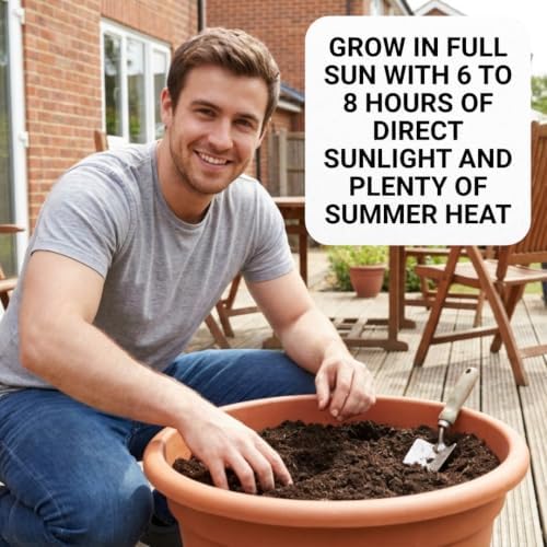 100 Jalapeno Pepper Seeds | Hot Peppers | Vegetable Seeds for Planting - Image 6