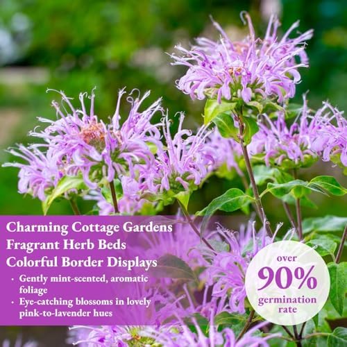 3000+ Bee Balm Seeds for Planting, Monarda fistulosa Wildflower Seeds - Image 5