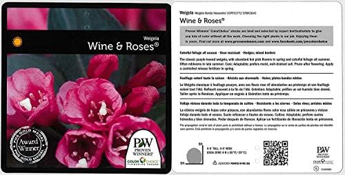 Proven Winners - Weigela Florida Wine & Roses (Weigela) Shrub, Pink Flowers, #2 - Size Container - Image 6