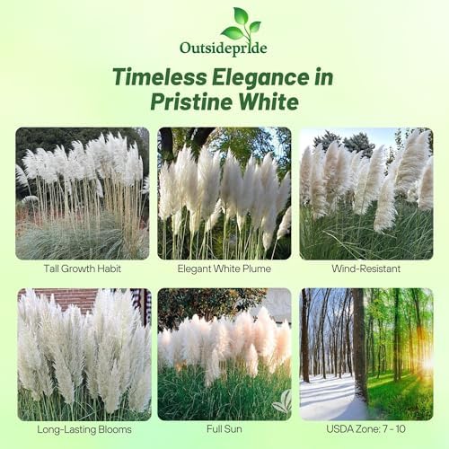 Outsidepride White Pampas Grass Seeds – 1,000 Pcs. Perennial, Drought-Tolerant Ornamental Grass for Large Garden Borders, Privacy Landscaping, Xeriscaping, and Low-Maintenance Outdoor Spaces - Image 2