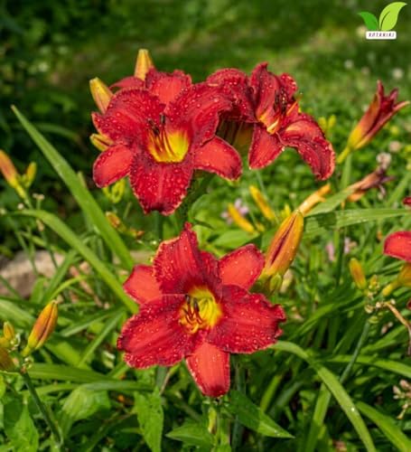 Votaniki Chicago Apache Daylily Bare Root Perennial Plant Scarlet Red Flowers with Yellow Watermark for Full Sun Borders Containers Mass Planting and Pollinator Gardens - Image 6