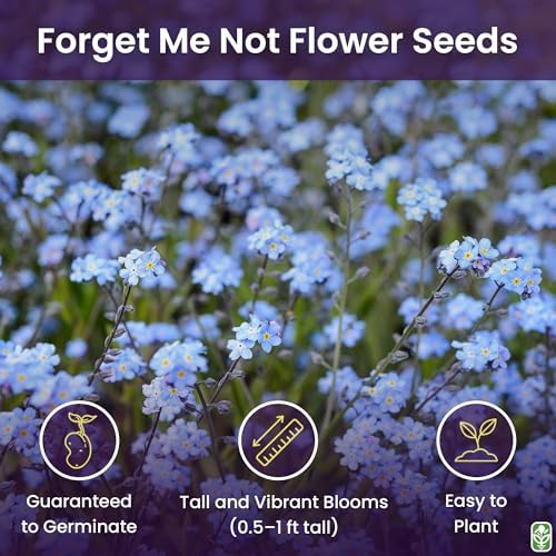 Forget Me Not Seeds - 6000 Flower Seeds - Image 2