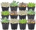 Arcadia Garden Products Live Assorted Mini Succulents in 2 in. Grower Pot, 12-Pack, Green (LV66) ***Cannot Ship to Hawaii*** by Unknown