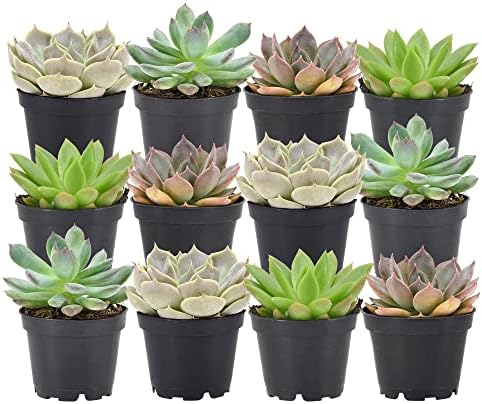 Arcadia Garden Products Live Assorted Mini Succulents in 2 in. Grower Pot, 12-Pack, Green (LV66) ***Cannot Ship to Hawaii*** by Unknown