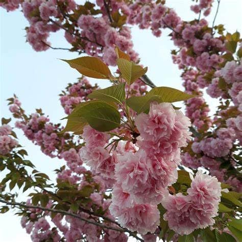 Kwanzan Cherry Tree – 1 Gallon Live Ornamental Flowering Tree with Double Pink Blooms – Hardy in Zones 5–9 by Unknown