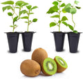 Kiwi Plants Tomuri (4 Pack) – Live Male Pollinator Vines for Planting, Essential for Fruiting Female Kiwis, Cold Tolerant, Hardy Climber for Home Gardens and Edible Landscapes by FamPlants