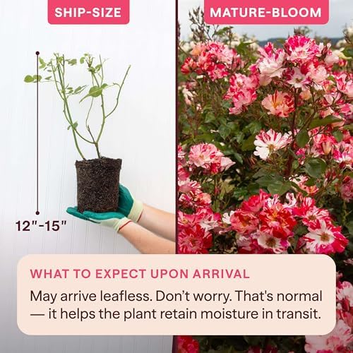 Heirloom Climbing Roses, Live Own Root Plant, Fourth of July™ - Image 2