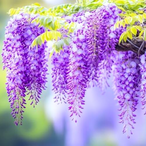 3 Purple Wisteria Live Trees, Climbing Vine Plant, 6-12 Inch Tall - Image 5