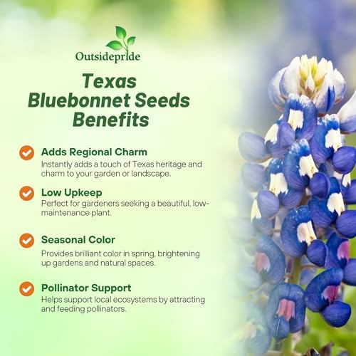 Outsidepride Texas Bluebonnet Seeds - 500 Pcs Annual Lupinus Texensis, Heirloom Quality, Drought-Tolerant Wildflower Seeds w/Blue Blooms for Vibrant Spring Displays, Landscape, & Attracts Pollinators - Image 3