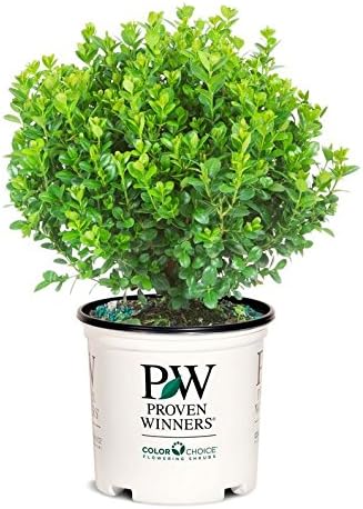 Green Promise Farms BUXUS Micro. `Sprinter` (Boxwood) Evergreen, 3 Size Container, Green Foliage by GreenPromiseFarms