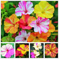 Mixed Four O Clock Seeds - Broken Colors 50 Pcs Mirabilis Jalapa by seedsofstrength