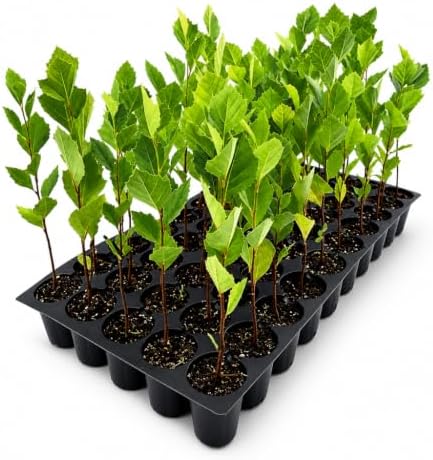 Sycamore | 20 Live Plants | Platanus Occidentalis | Fast Growing Shade Tree, Ornamental Landscape Plant, Ideal for Large Gardens, Beautiful Foliage, Low Maintenance, Perfect for Urban Areas by FloridaFoliage