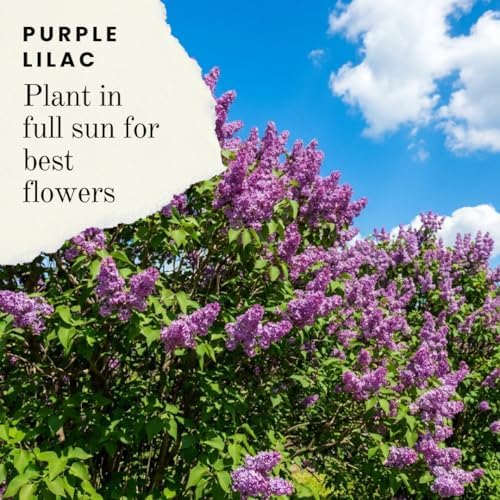 Purple Lilac Seeds for Planting | 100 Seeds | Fragrant Flowering Shrub - Image 6