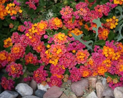 Lantana Plants Live - Irene Pack of 3 Lantana Live Plants for Planting - 4-6 Inches Tall - Attracts Butterflies, Perfect for Containers, Low Maintenance - Image 3