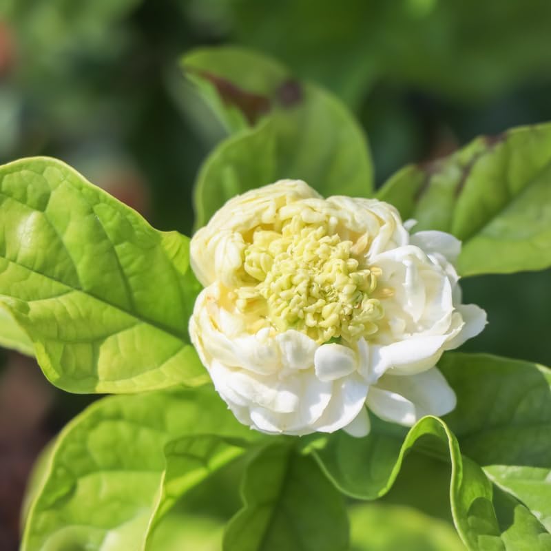 2 Grand Duke Arabian Jasmine Plants, Indoor Outdoor Flower, 4-9 Inches - Image 5