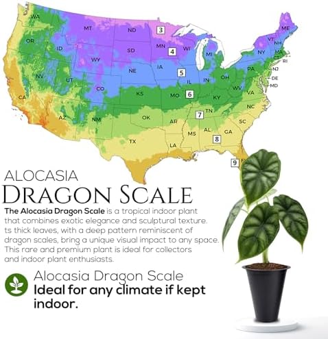 Alocasia Dragon Scale (4 Pack) Live Plant, Rare Indoor Alocasia, Elephant Ear Tropical Houseplant, Textured Foliage Plant, Starter Size Alocasia Plant,Houseplant for Home Decor and Indoor Growing - Image 7
