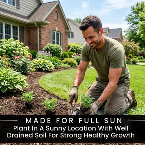10 Watermelon Coneflower Live Plugs – Orange Echinacea Perennial Plants - Image 6