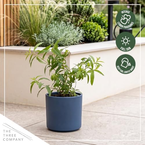 Herb - Lemon Verbena (4 Pack), Live Edible Herb, Herbal Tea, Lemon Aroma - Image 7