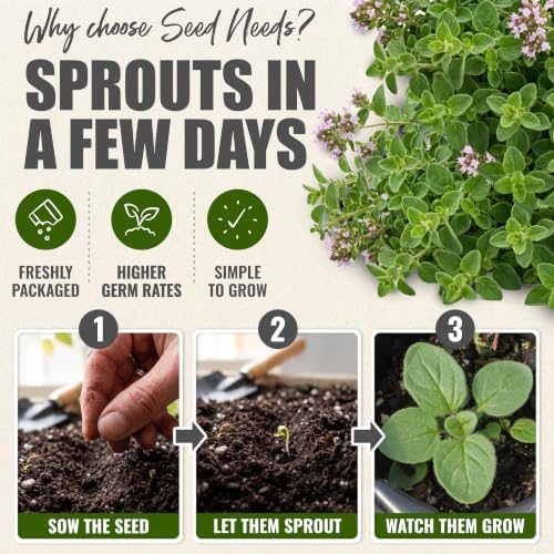 Seed Needs Italian Oregano Seeds to Plant an Herb Garden - 2 Packs - Image 5