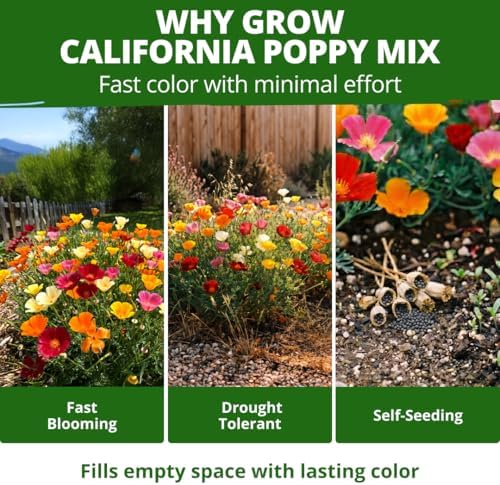 HOME GROWN Formula Mix California Poppy Seeds, 2,000 Seeds - Image 5