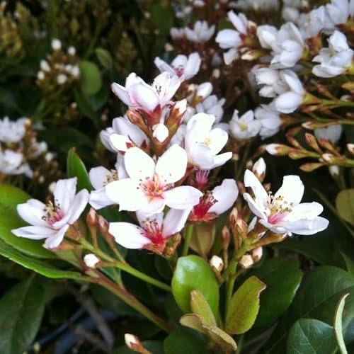 Snow White Indian Hawthorn (2.5 Gallon) White Blooming Evergreen Shrub - Full Sun Live Outdoor Plant - Image 3