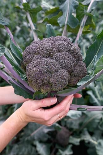 Purple Magic F1 Broccoli Seeds for Planting: 70 Count - Image 5