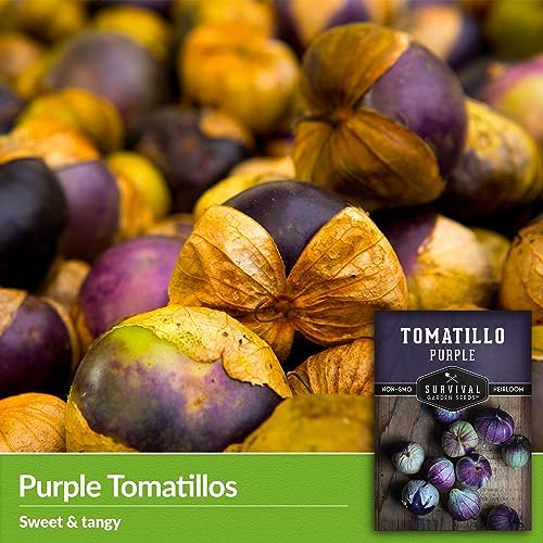 Purple Tomatillo Seeds for Planting - 3 Packs - Image 3