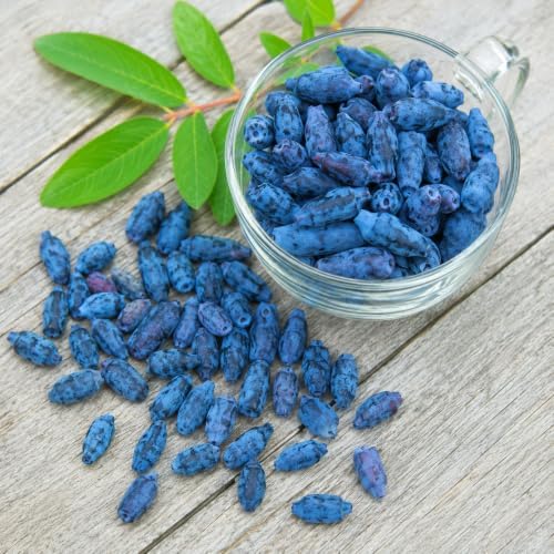 Tundra Honeyberry (Haskap) Shrub - 6-12" Tall Live Plant - Image 4