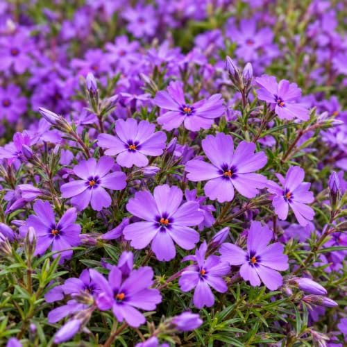 2 Purple Beauty Creeping Phlox Ground Covers - Live Plants - 4" Pots - Image 6