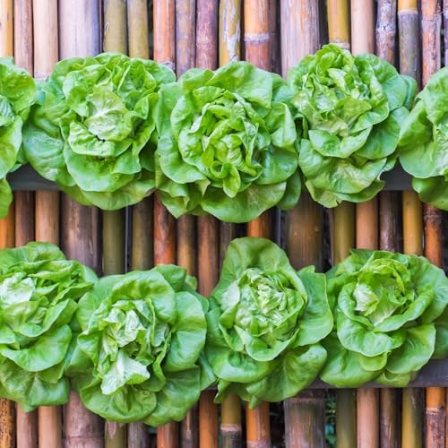 Seed Needs Lettuce Seeds Variety Pack of 14 Non-GMO Heirloom Vegetables - Image 7