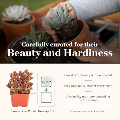 Shop Succulents Assorted Succulent Plant Pack Collection - Live Mini Succulent Plants, Low Maintenance, Mixture of Colors & Textures - Wedding and Party Favors, Gift & Garden, Pack of 100 - Image 3