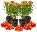 4 Tropical Red Milkweed Asclepias Live Plants, Flower Plant, 4-9 Inch Tall by UIOTER