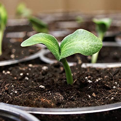 Coast of Maine Sprout Island Blend Seed Starter, 2 cu ft - Image 3