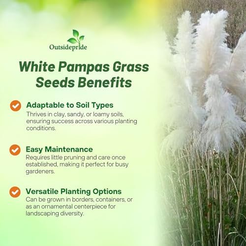 Outsidepride White Pampas Grass Seeds – 1,000 Pcs. Perennial, Drought-Tolerant Ornamental Grass for Large Garden Borders, Privacy Landscaping, Xeriscaping, and Low-Maintenance Outdoor Spaces - Image 3