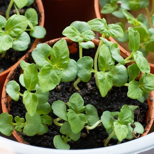 Seed Needs Green Shiso Seeds to Plant an Herb Garden - 1 Pack - Image 7