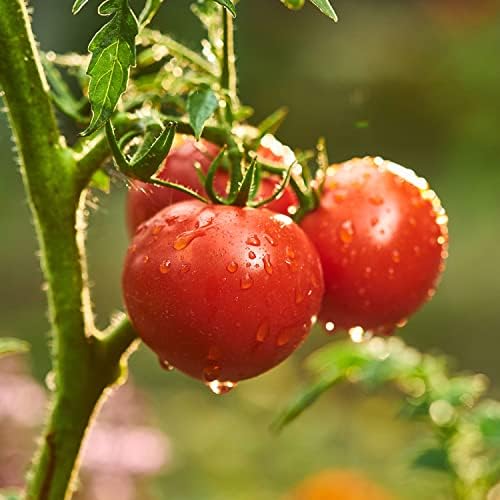 Bonnie Plants Patio Tomato, Live Plant, 19.3 oz., 4-Pack - Image 3