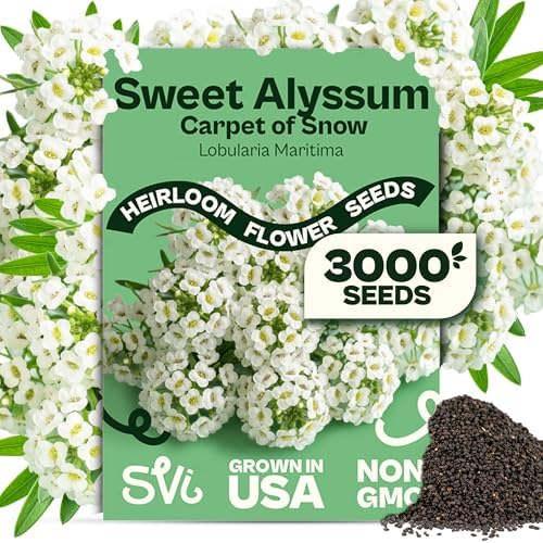 SVI 3000 Carpet of Snow Sweet Alyssum Seeds (Lobularia maritima) – White Sweet Alyssum Seed Packets Bulk – Ground Cover Seed Pack, Flower Seeds for Outside, Containers, Flower Beds by SVI