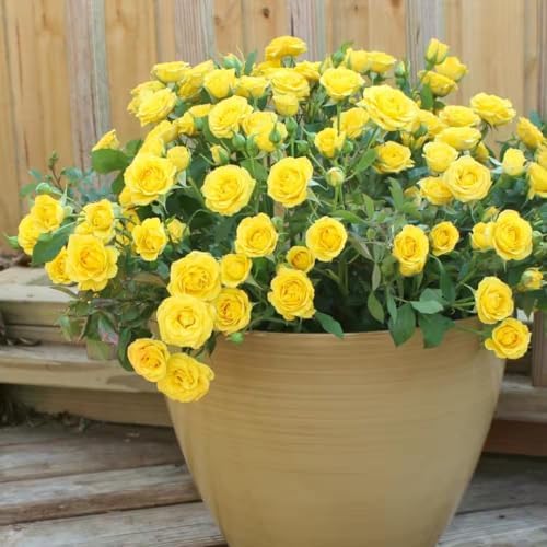 Random Climbing Live Rose Plant, Bush, 5-10 Inch Tall - Image 4