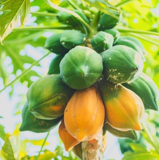 Red Lady Dwarf Papaya Live Tree – Carica Papaya – Tropical Fruit Plant – 1–2 Ft Tall – Sweet Papaya Tree – Exotic Garden & Container Plant - Image 4