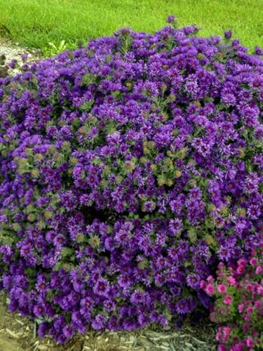 Perennial Farm Marketplace Aster novae-angliae ‘Grape Crush’ (New England Aster) Native Live Perennial, Size-#1 Container, Deep Purple Fall Flowers, Zones 4-8 - Image 4