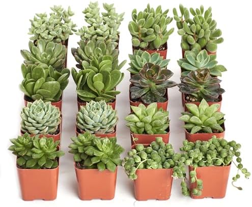 Shop Succulents Verde Succulent Plant Pack Bulk Collection - Live Mini Succulent Plants, Low Maintenance, Mix of Green Succulents & Textures - Wedding and Party Favors, Gift & Garden, Pack of 20 by ShopSucculents