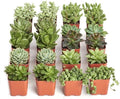 Shop Succulents Verde Succulent Plant Pack Bulk Collection - Live Mini Succulent Plants, Low Maintenance, Mix of Green Succulents & Textures - Wedding and Party Favors, Gift & Garden, Pack of 20 by ShopSucculents